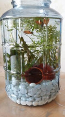 DIY Jar Aquarium with Live Aquatic Plants & Decorative Pebbles
