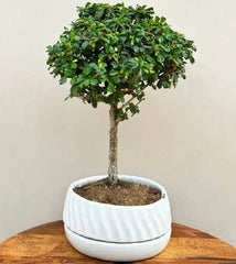 Ficus Microcarpa Bonsai in Ceramic Planter
