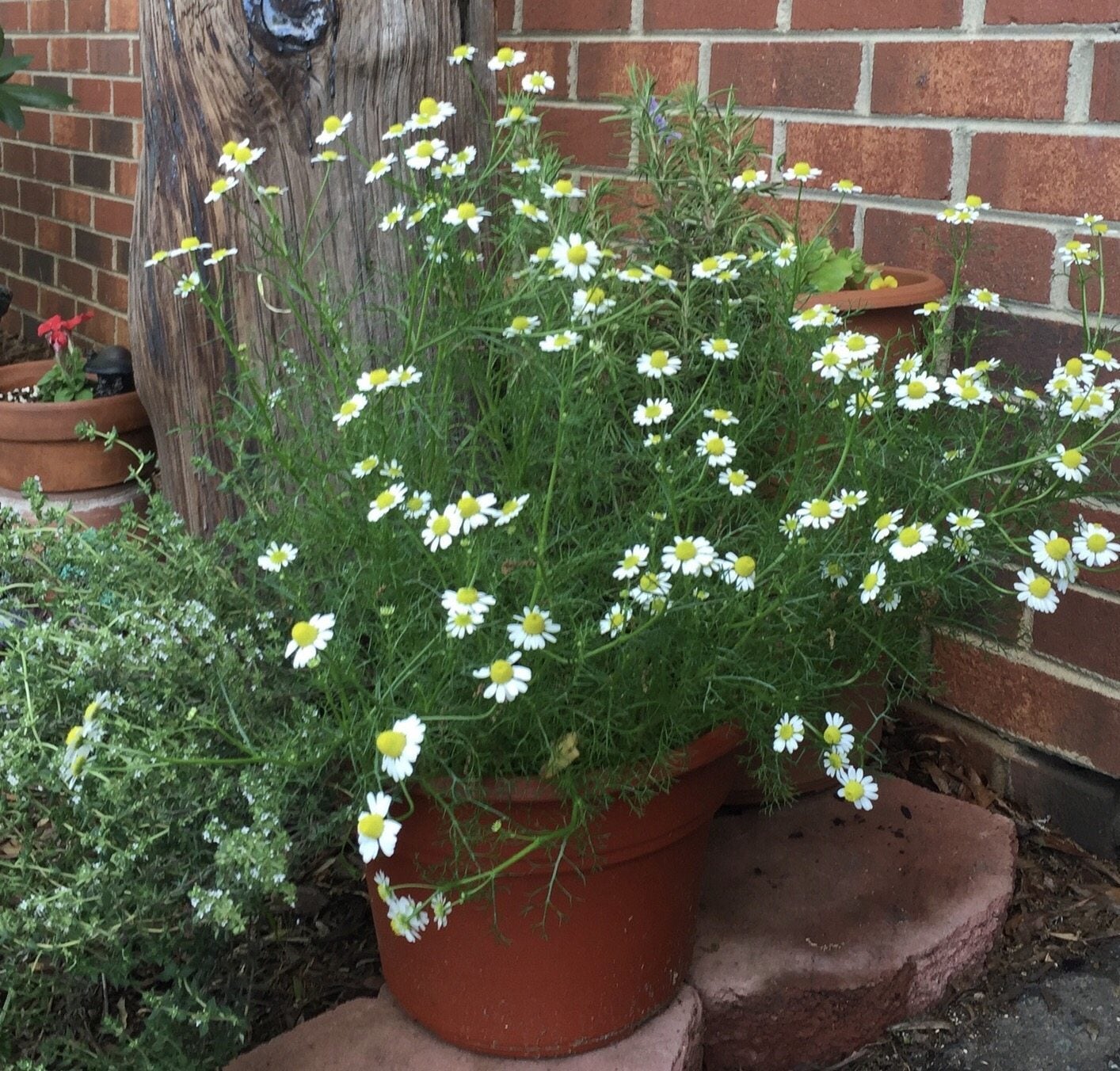 German Chamomile baby plant in nursery pot