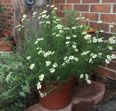 German Chamomile baby plant in nursery pot