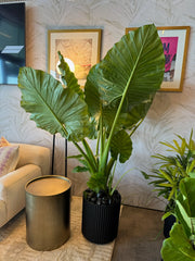 elephant ear big plant