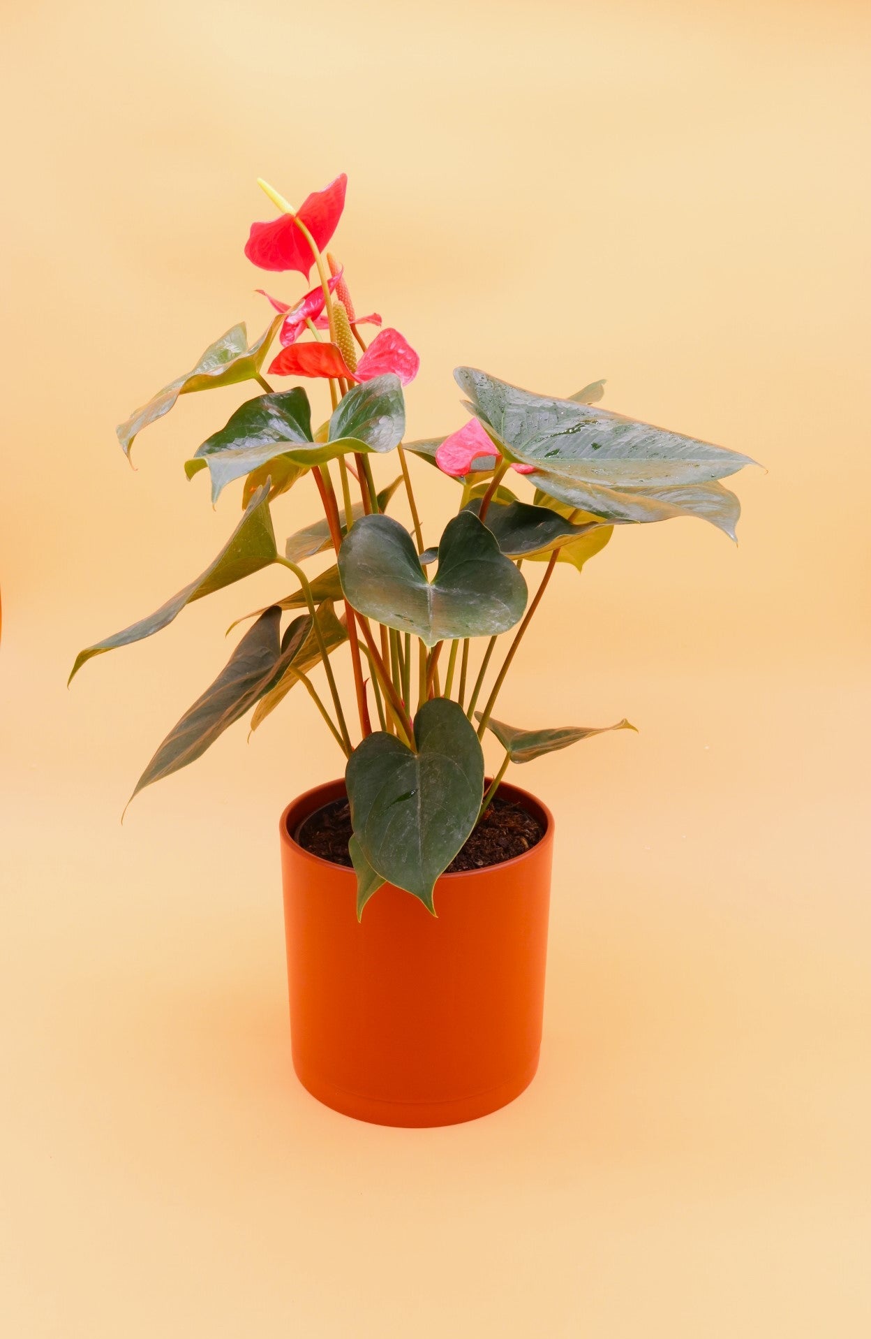 Anthurium red baby plant in nursery pot