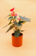 Anthurium red baby plant in nursery pot