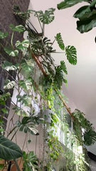 UPGRADED LIVING ROOM,GOOD PLANTS FOR DUPLEX TYPE LIVING ROOM