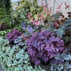 Oxalis triangularis baby plant in nursery pot