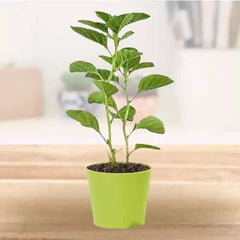 Ashwagandha baby plant in nursery pot