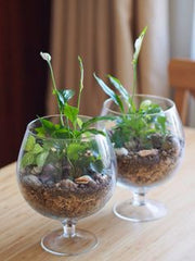 Set of Two-Peace Lily Glass Bowl Terrarium