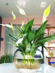 Peace Lily in Round Glass Bowl