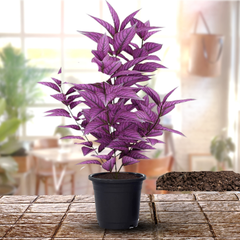 Purple Persian baby plant in nursery pot