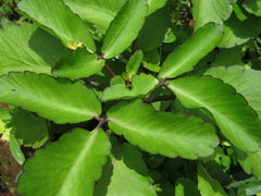 BOTH LEAVES AND FLOWERS IS USED FOR PUJA OF SHIVA