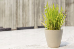 Lemongrass baby plant in nursery pot