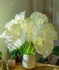 WHITE LAVA LOOKS VERY BEAUTIFUL AND STUNNING AS INDOOR PLANT