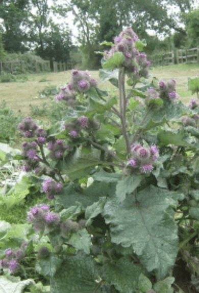 Great Burdock baby plant in nursery pot