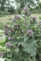 Great Burdock baby plant in nursery pot