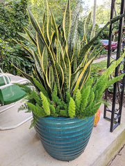 Snake Plant & Foxtail Fern Combo in Ceramic Planter