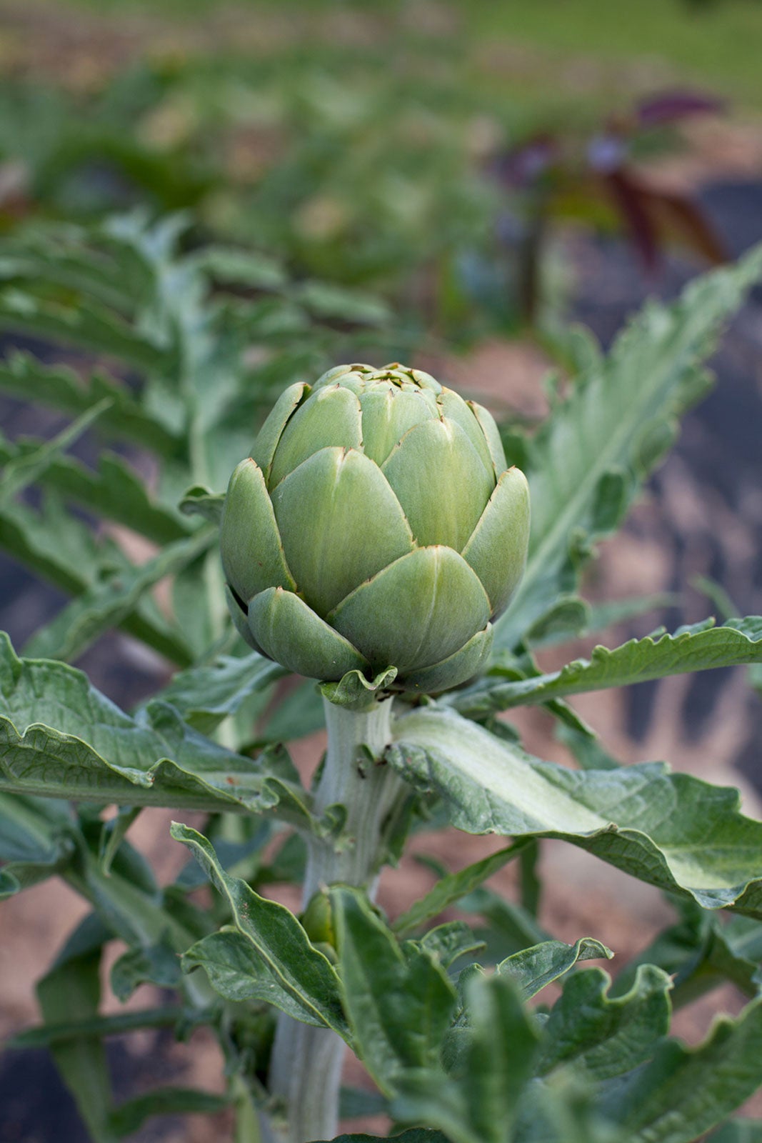 Globe artichoke baby plant in nursery pot