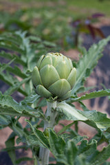 Globe artichoke baby plant in nursery pot