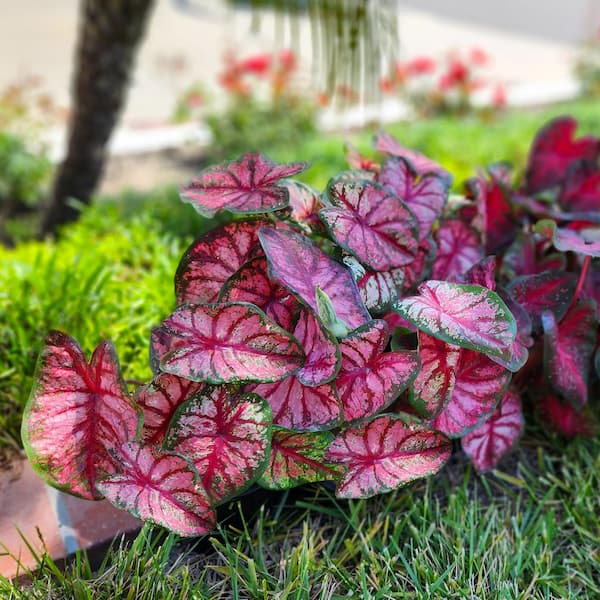 Pink leaves baby plant in nursery pot