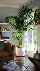 A single plant can speak volumes—adding life, elegance, and calm to any space.