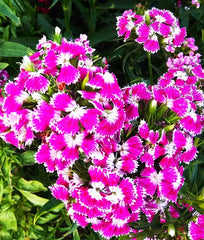 Double Plant looks attractive