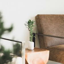 Lucky bamboo brings a calm, modern vibe to desks and entryways. It’s easy, sculptural, and thrives in bowls or vases with pebbles—perfect for offices, shops, and gifts.