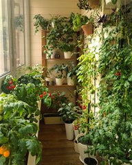 A Touch of Nature for Every balcony