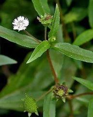 Bhringraj – the king of herbs for hair and health! With its soft green leaves and tiny white flowers,