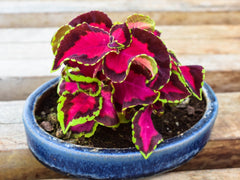 Coleus baby plant in nursery pot