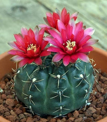 cactus with pink flower