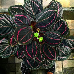 Calathea Roseopicta (Linden) Regel ‘Princess Jessie’