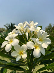 Plumeria Pudica White Champa Plant