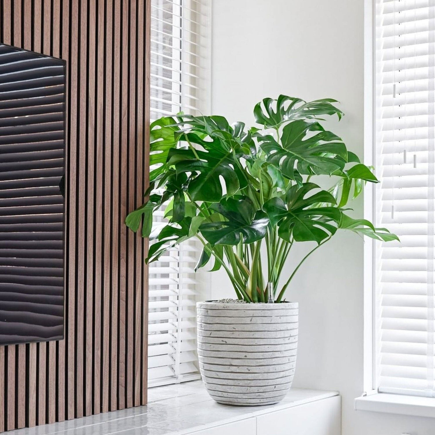 Monstera deliciosa baby plant in nursery pot