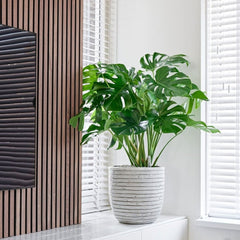 Monstera deliciosa baby plant in nursery pot