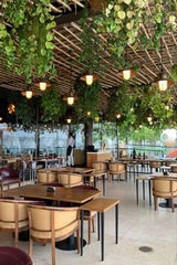 CAFE ROOM,The Role of Plants in Café Aesthetics