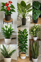 Front door decore plant