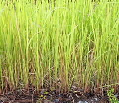 Khus baby plant in nursery pot
