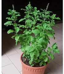 Tulsi baby plant in nursery pot