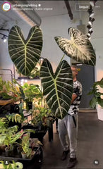 BIG LEAVES ALOCASIA