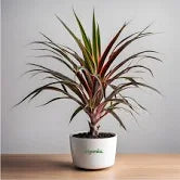 LOLINA PLANT VASTU