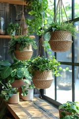 MATKA HANGING PLANTS,Grouped hanging plants create a stunning vertical garden that brings elegance and depth to any space.