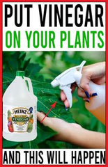 Uses of Vinegar in Gardening Natural Weed Killer Spray directly on unwanted weeds (like cracks in pavement or garden paths). Works best in sunny weather.