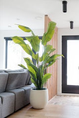 LIVING ROOM ELEGANT SIDE CORNER LONG PLANT
