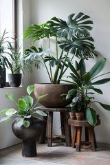 CORNER OF ROOM WITH BEAUTIFUL PLANTS,ransforming a Corner into a Relaxing Green Space