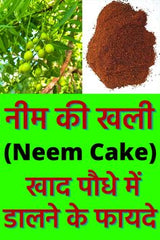 What is Neem Khali? Neem Khali is the residue left after neem seeds are pressed for oil. It looks like a brownish granular powder or cake pieces.