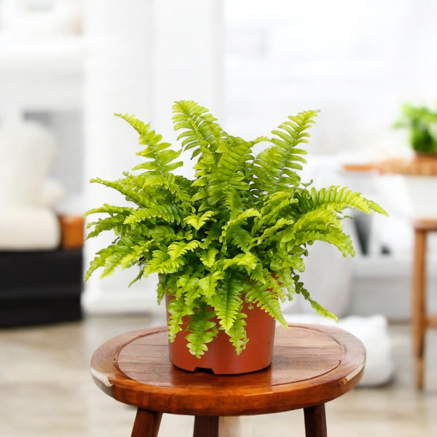 Fern baby plant in nursery pot