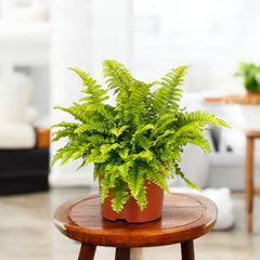 Fern baby plant in nursery pot