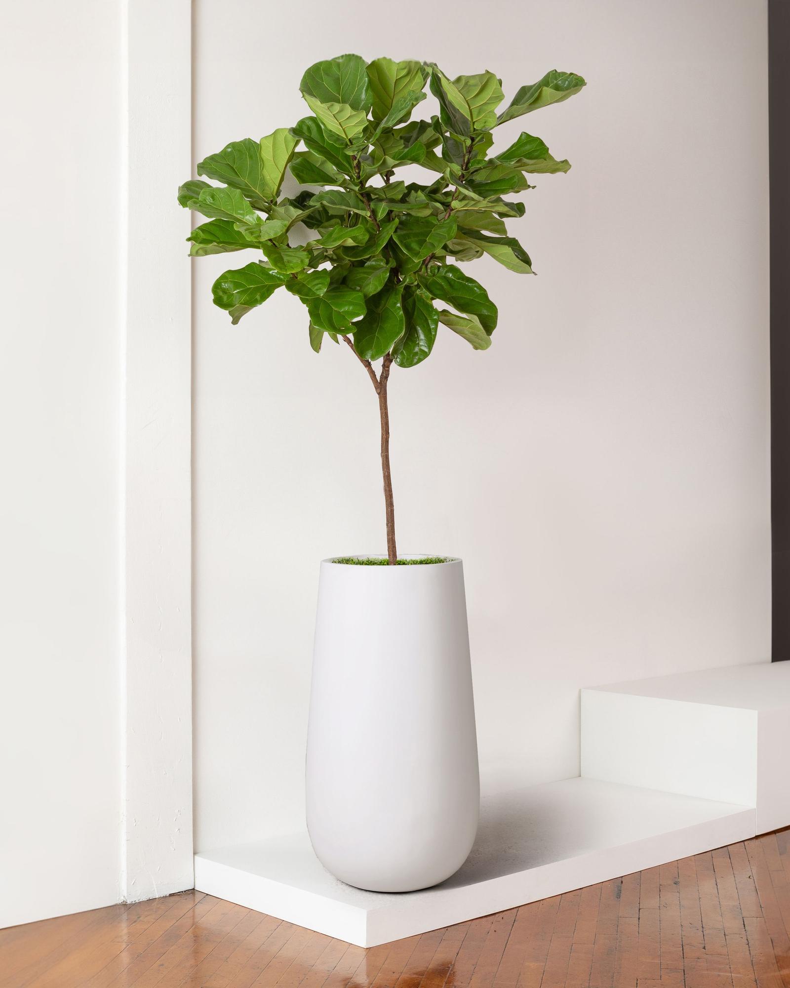 Fiddle Leaf Fig baby plant in nursery pot