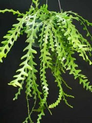 Fish Bone Cactus, Zig Zag Cactus Plant