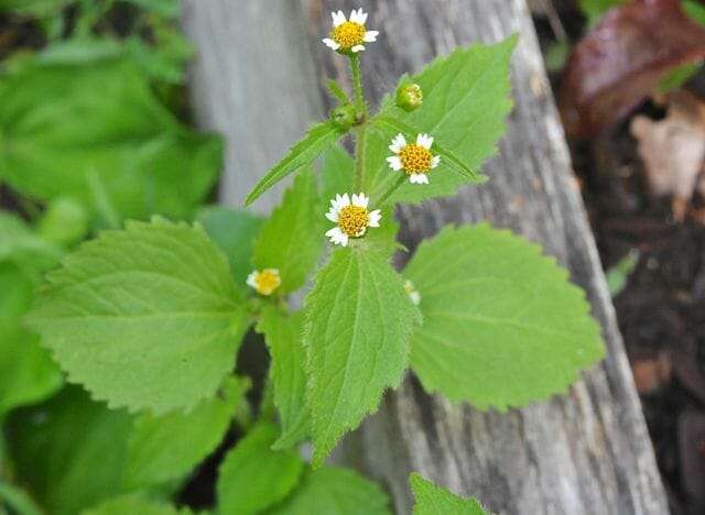 Galinsoga baby plant in nursery pot