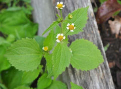 Galinsoga baby plant in nursery pot
